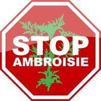 stop ambroisie